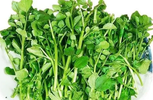泰国西洋菜的有什么种植方法？