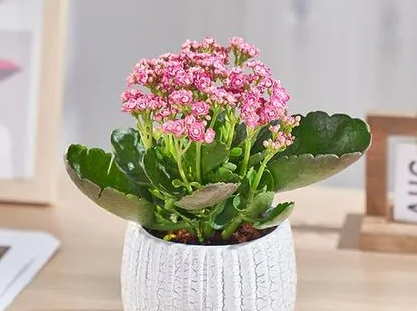长寿花能用硫酸亚铁吗？