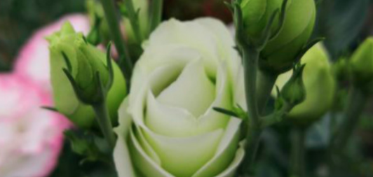 洋桔梗多久开花？
