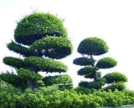 榕树是常绿树还是落叶树？
