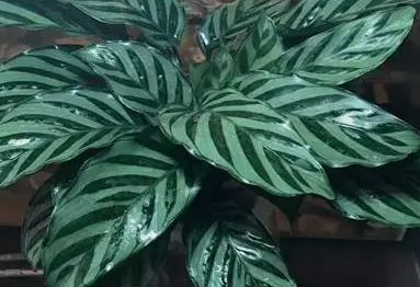 银羽竹芋叶子尖发黄是怎么回事？