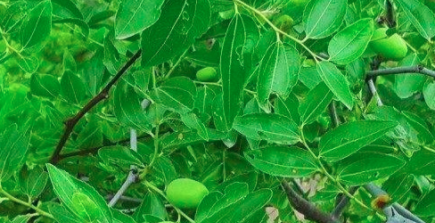 枣树种子怎样育苗？