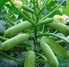 夜开花与西葫芦功效分别是什么？