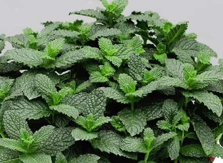 罗勒和藿香是一种植物吗？