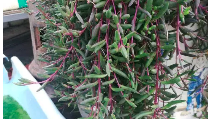 紫玄月花盆最佳高度是多高？