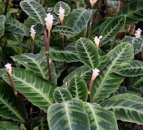 天鹅绒竹芋叶子有锈斑怎么办？
