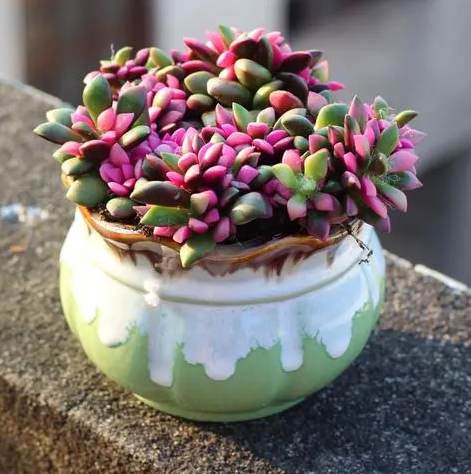 吹雪之松锦为什么不开花？