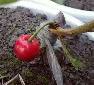 樱桃树能嫁接什么水果？