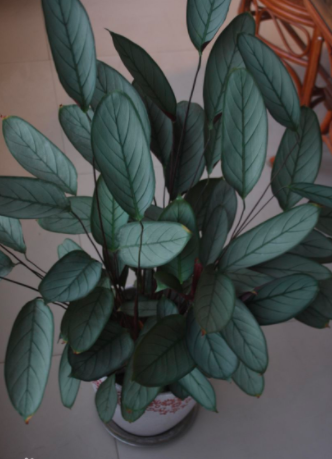 飞羽竹芋的寓意有什么？