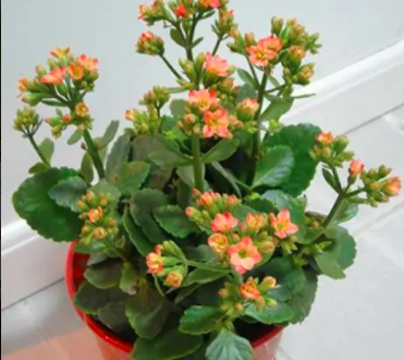 叶插长寿花多久发芽？