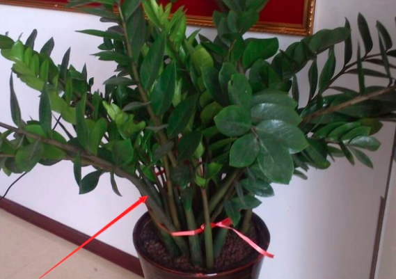 金钱树抹头后会发芽吗？