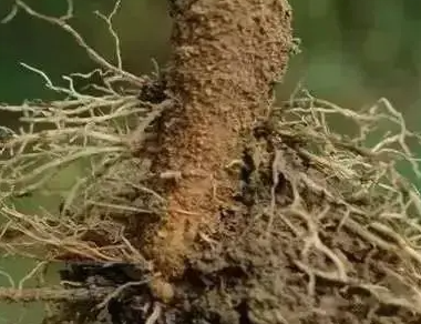 大树烂根了用什么办法救？