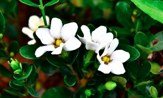 小叶栀子花冬天怎么养？
