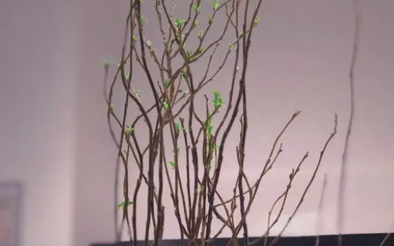 龙柳干了第二年还能活吗？