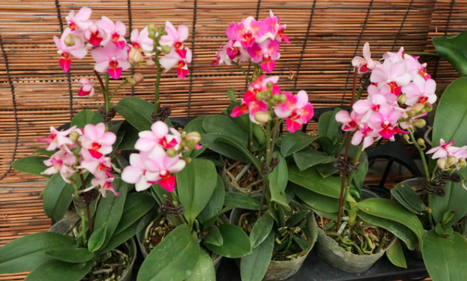 蝴蝶兰缺水花会蔫吗？