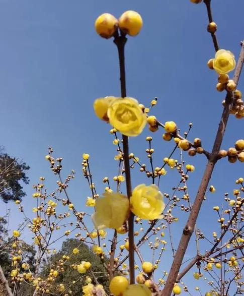 腊梅花怎么养最好？