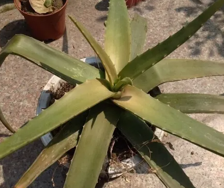 芦荟叶子发黄干瘪是怎么回事？