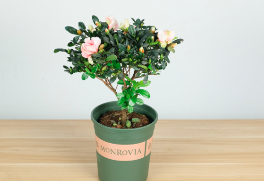 杜鹃花温度要求多少？