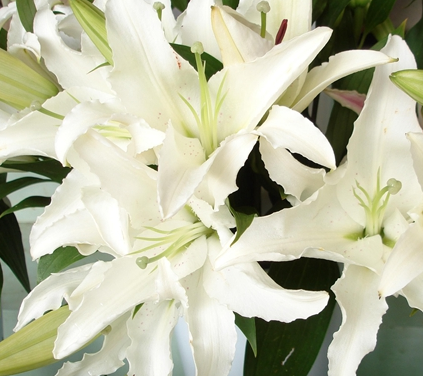 养百合花技巧与方法怎样？