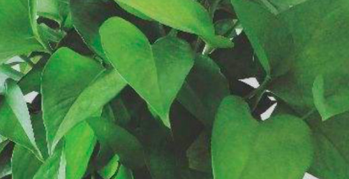 水养绿萝要换水吗？