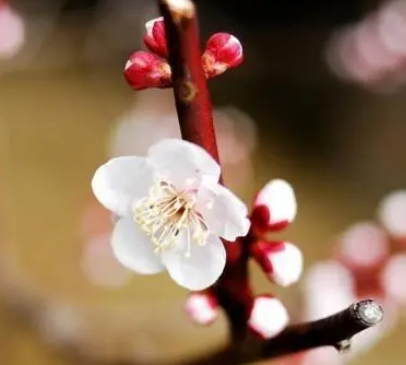 梅花开花少是什么原因？
