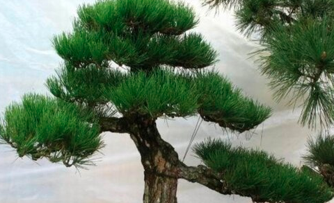 黑松的移栽不死的方法是什么？