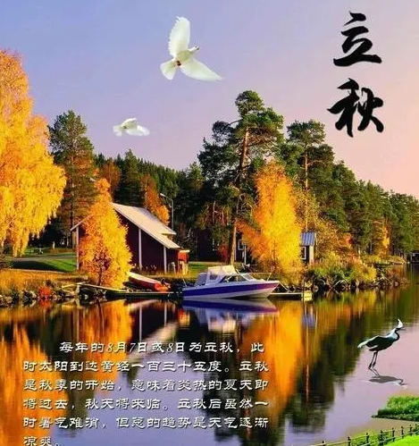 立秋节气的代表植物有什么？