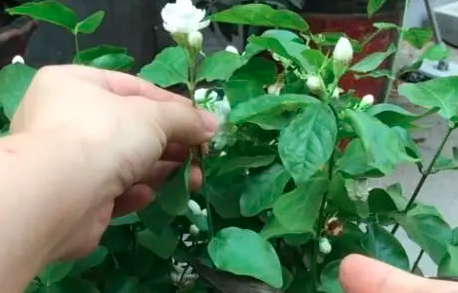 茉莉花最后一次剪枝时间是什么时候？