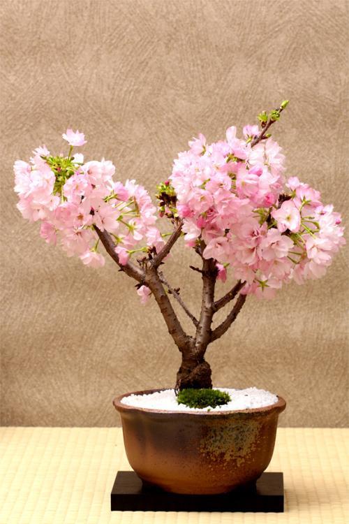 樱花的花语与寓意有什么？