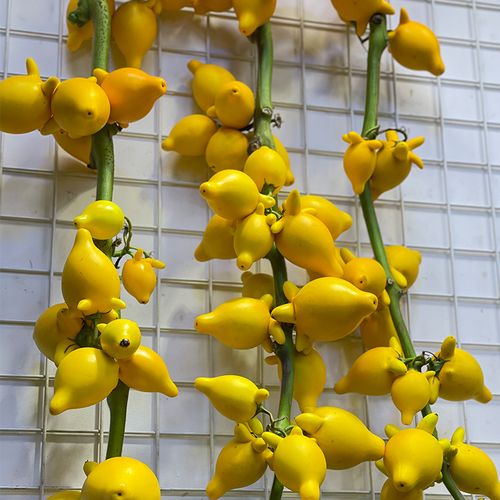 五代同堂植物有什么用？