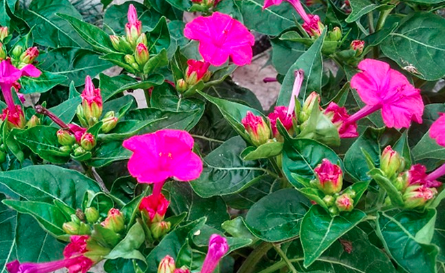紫茉莉花语象征与寓意是什么？