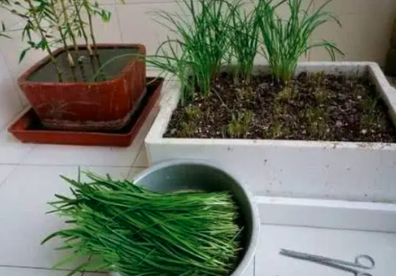 冬天有韭菜吗，韭菜可以存活吗？