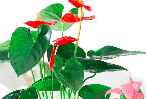 种植红掌花对人体有害吗？