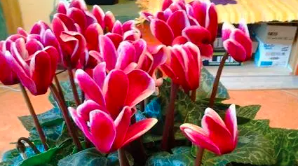 好养的年宵花有多好养？