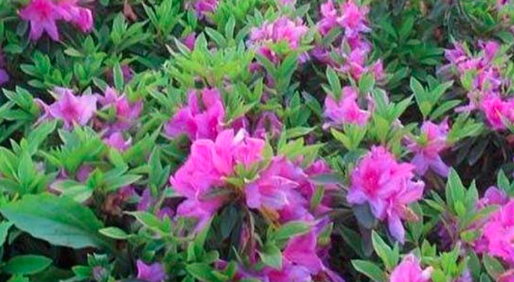 紫色杜鹃花的寓意和象征是什么？