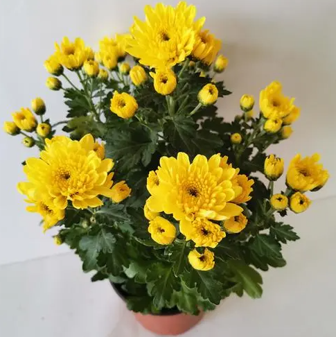 盆栽菊花叶子为何容易蔫？