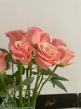 网购玫瑰花如何醒花，花比较好看？