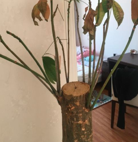 死掉的发财树杆有用吗？