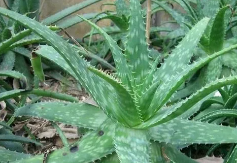 芦荟叶冻烂了怎么办，怎么处理？