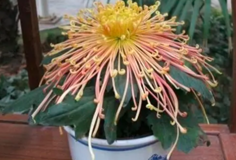 在家中能养菊花吗？是不是不吉利？