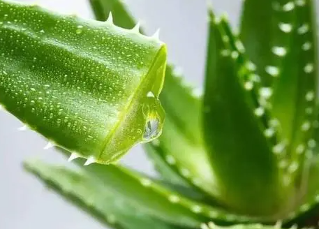芦荟缺营养怎么办？怎么给它补充营养？