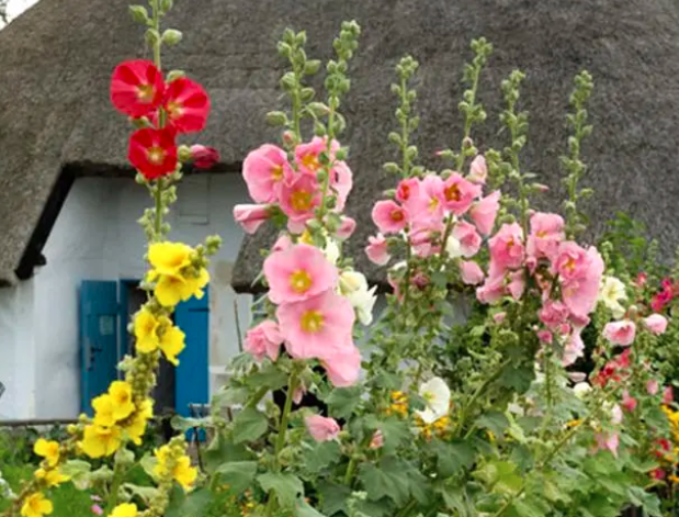 屋后为什么不能种花，有什么说法？