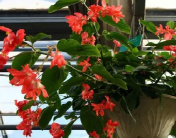 竹节海棠与龙翅海棠区别在哪里？