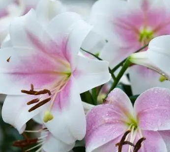 百合花花苞发黄发干是什么原因造成的？