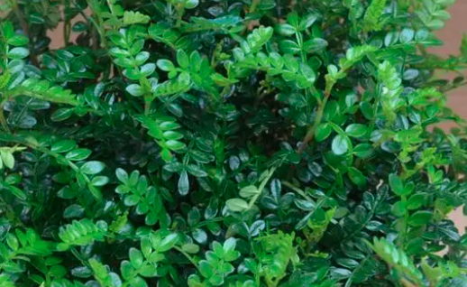喷什么可以让观叶植物叶子油亮？