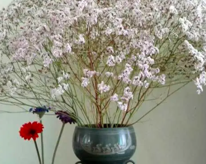 干枝梅水培啥时候能开花？