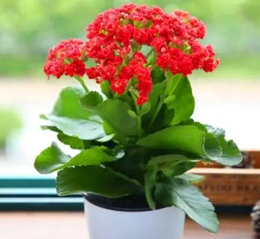 长寿花很茂盛却不开花怎么办？