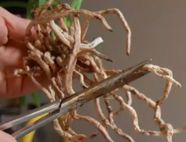 花卉烂根如何处理会变好？