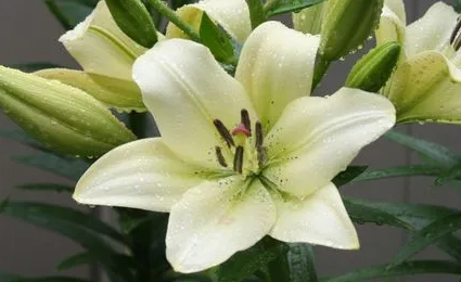 百合没开花叶子发黄怎样急救？