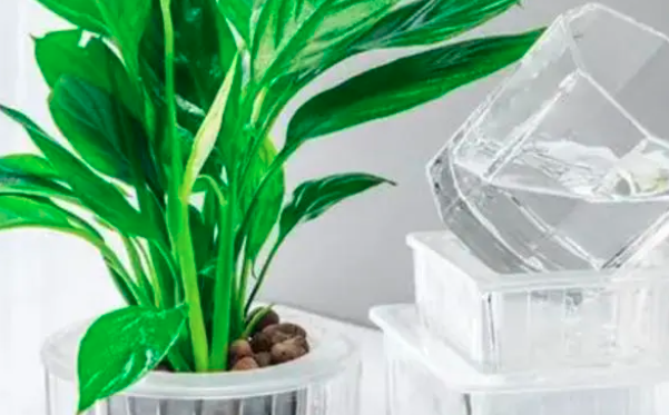 带陶粒的水培白掌怎么换水？
